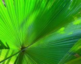 Is the fan palm a friend or foe of the environment? 